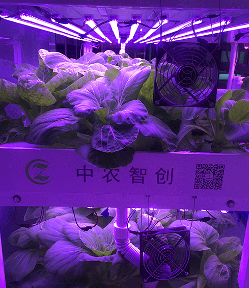 LED植物灯