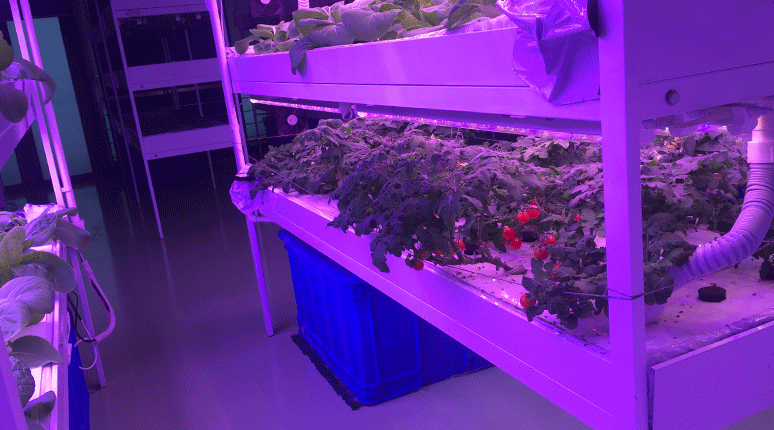 植物生长灯应用案例